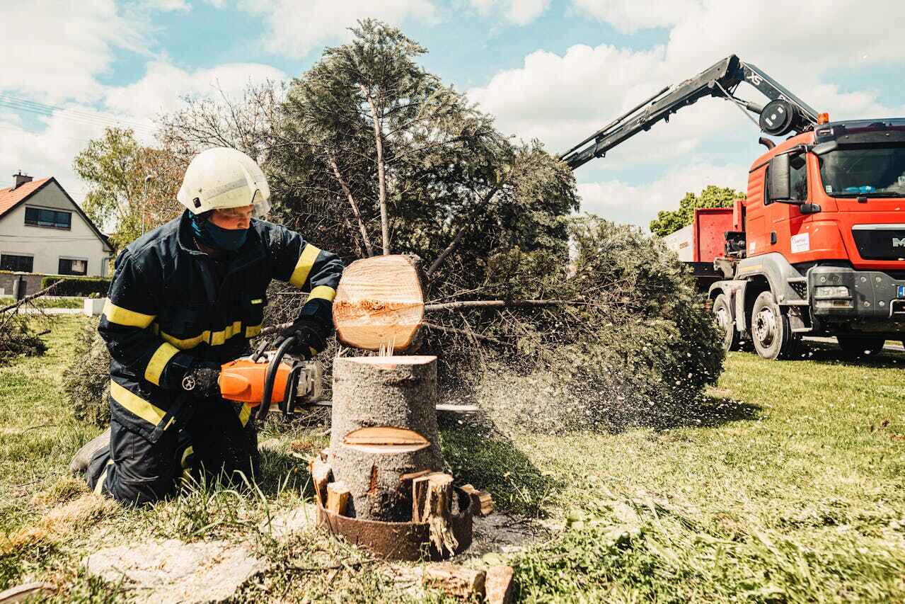 Best Local Tree Services  in USA